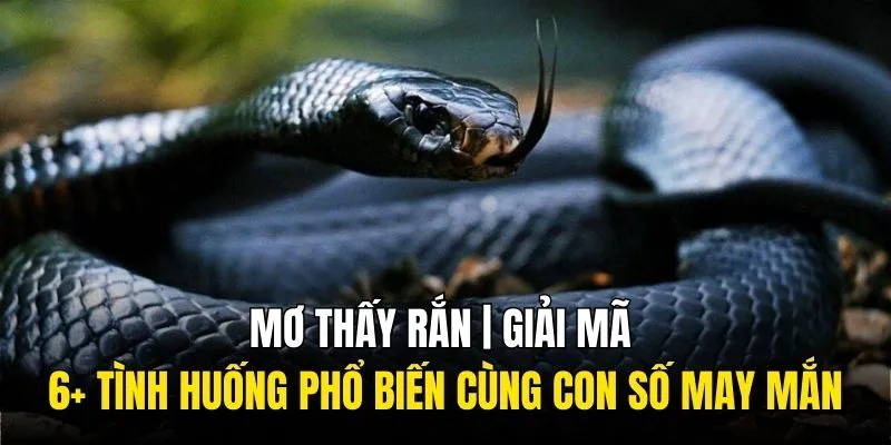 giải mã mơ thấy rắn