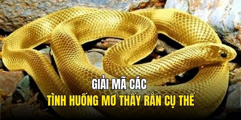 Giải mã các tình huống mơ thấy rắn