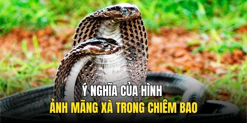 Ý nghĩa của hình ảnh mãng xà